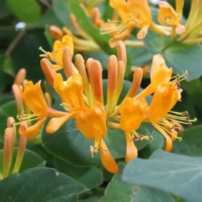 Жимолость ТЕЛЬМАНА в Перми