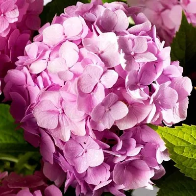 Гортензия БУКЕТ РОУЗ крупнолистная  Гортензия БУКЕТ РОУЗ крупнолистная в Перми