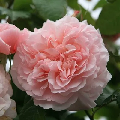 Саженцы роз РОЗ ДЕ ТОЛБИАК плетистая  Саженцы роз РОЗ ДЕ ТОЛБИАК плетистая в Перми