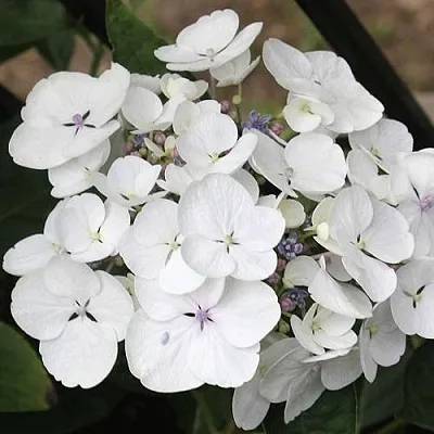 Гортензия ЛИБЕЛЛЕ крупнолистная  Гортензия ЛИБЕЛЛЕ крупнолистная в Перми