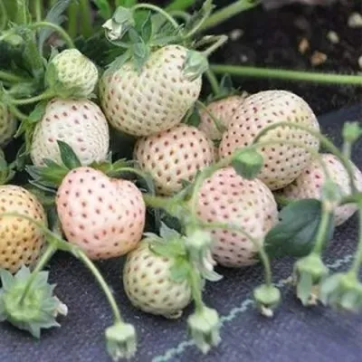 Клубника АНАНАСА ремонтантная в Перми