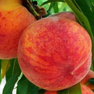 Персик ЗОЛОТОЙ ЮБИЛЕЙ  Персик ЗОЛОТОЙ ЮБИЛЕЙ в Перми