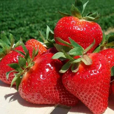 Клубника ДЖОЛИ  Клубника ДЖОЛИ в Перми