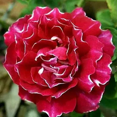 Саженцы роз БАРОН ЖИРО ДЕ ЛЕН ремонтантная  Саженцы роз БАРОН ЖИРО ДЕ ЛЕН ремонтантная в Перми