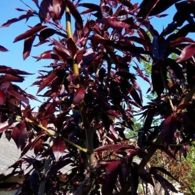 Персик БУРГУНДИ краснолистный в Перми