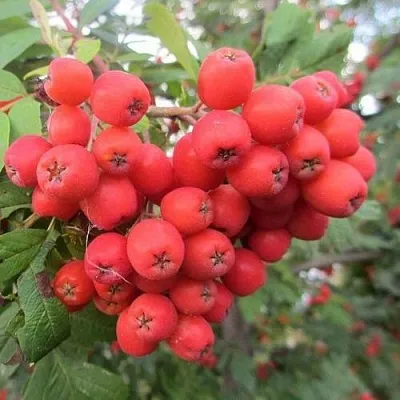 Рябина НЕВЕЖИНСКАЯ сладкоплодная  Рябина НЕВЕЖИНСКАЯ сладкоплодная в Перми