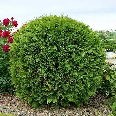 Туя ВУДВАРДИ западная  Туя ВУДВАРДИ западная в Перми