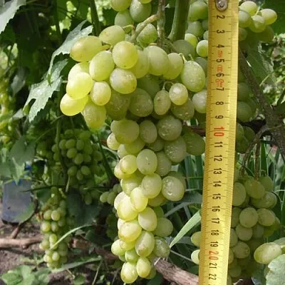 Виноград АНАНАСНЫЙ РАННИЙ  Виноград АНАНАСНЫЙ РАННИЙ в Перми