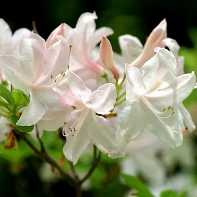 Азалия УАЙТ ЛАЙТС листопадная  Азалия УАЙТ ЛАЙТС листопадная в Перми