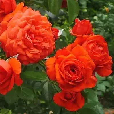 Саженцы роз МАЙНТАУЭР плетистая в Перми