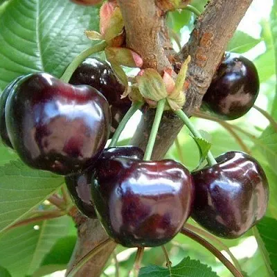 Черешня МУСКАТНАЯ  Черешня МУСКАТНАЯ в Перми