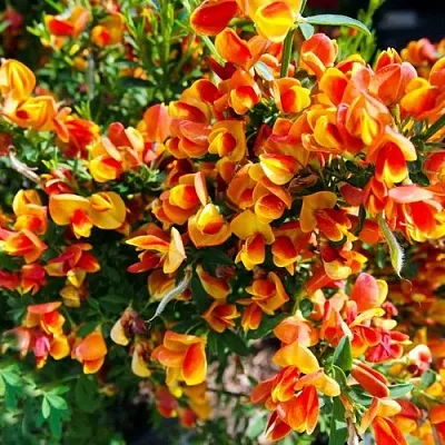 Ракитник АНДРЕАНУС  Ракитник АНДРЕАНУС в Перми