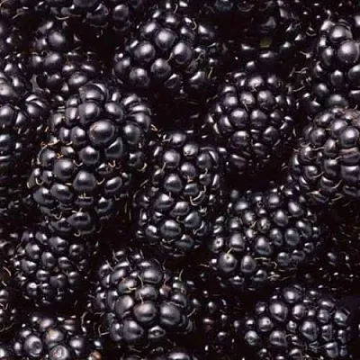 Ежевика ОРКАН бесшипная в Перми