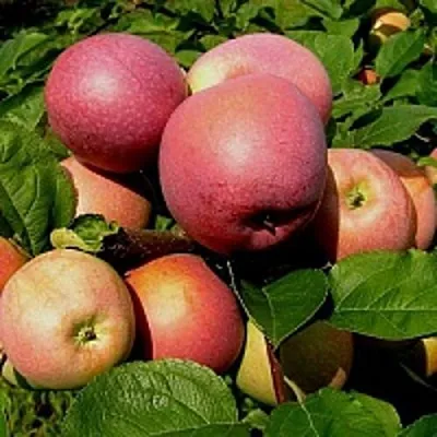 Яблоня СЛАВА ПОБЕДИТЕЛЯМ  Яблоня СЛАВА ПОБЕДИТЕЛЯМ в Перми