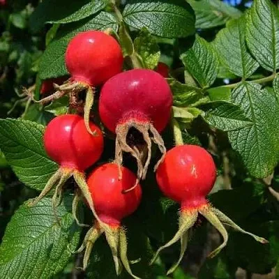 Шиповник ВИТАМИННЫЙ ВНИВИ  Шиповник ВИТАМИННЫЙ ВНИВИ в Перми