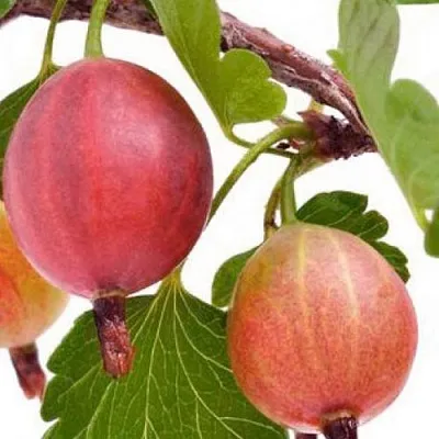 Крыжовник ЯРКИЙ  Крыжовник ЯРКИЙ в Перми