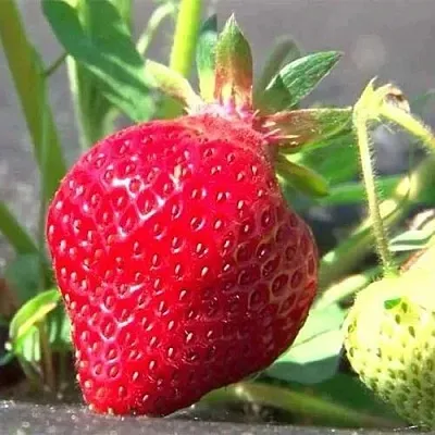 Клубника ХОНЕЙ в Перми