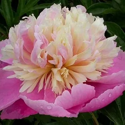 Пион ВЕСЕННЯЯ ПАЛИТРА травянистый  Пион ВЕСЕННЯЯ ПАЛИТРА травянистый в Перми