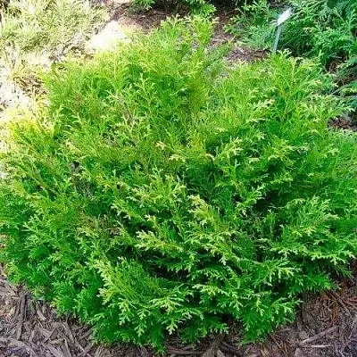 Туевик НАНА долотовидный   Туевик НАНА долотовидный  в Перми