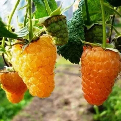 Малина ОРАНЖЕВОЕ ЧУДО  Малина ОРАНЖЕВОЕ ЧУДО в Перми