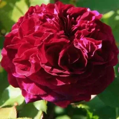 Саженцы роз ДИНО ДЕ ЛАУРЕНТИС шраб — описание сорта Саженцы роз ДИНО ДЕ ЛАУРЕНТИС шраб в Перми