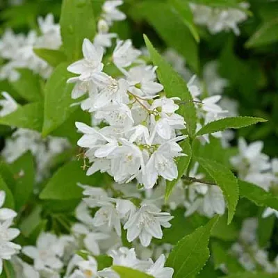 Дейция шершавая  Дейция шершавая в Перми