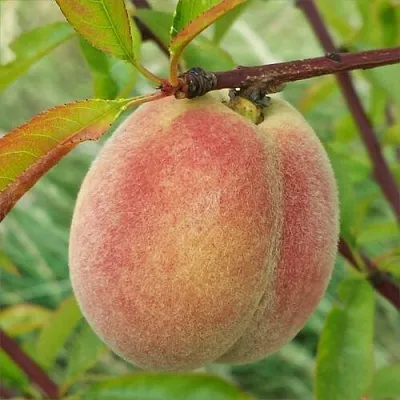 Персик ЕЛГАВСКИЙ  Персик ЕЛГАВСКИЙ в Перми