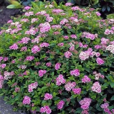 Спирея ЛИТЛ ПРИНЦЕСС японская  Спирея ЛИТЛ ПРИНЦЕСС японская в Перми