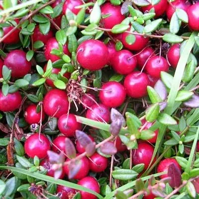 Клюква ПИЛИГРИМ  Клюква ПИЛИГРИМ в Перми