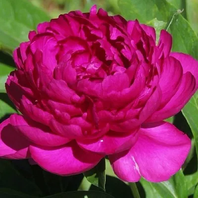 Пион БАРХАТ НОЧИ травянистый  Пион БАРХАТ НОЧИ травянистый в Перми