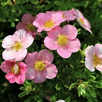 Лапчатка ЛАВЛИ ПИНК кустарниковая  Лапчатка ЛАВЛИ ПИНК кустарниковая в Перми