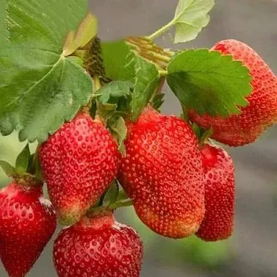 Клубника АЗИЯ  Клубника АЗИЯ в Перми