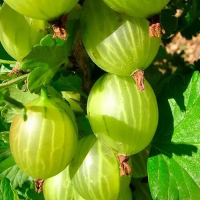 Крыжовник МАЛАХИТ  Крыжовник МАЛАХИТ в Перми