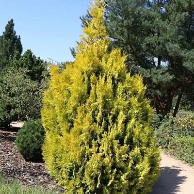 Туя СТОУНХАМ ГОЛД складчатая в Перми