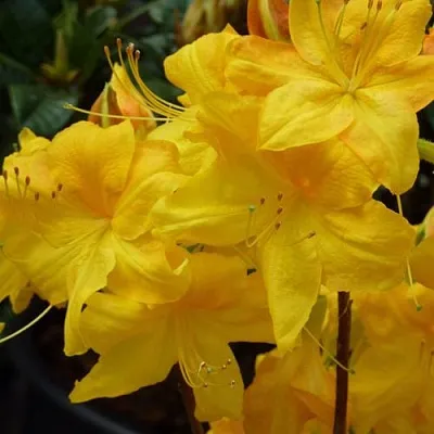 Азалия ЛИМЕТТА листопадная   Азалия ЛИМЕТТА листопадная  в Перми