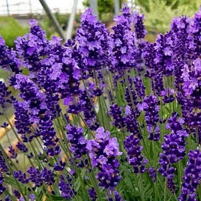 Лаванда ХИДКОТ БЛЮ узколистная  Лаванда ХИДКОТ БЛЮ узколистная в Перми