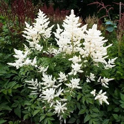 Астильба ДОЙЧЛАНД японская в Перми