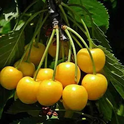 Черешня ЧЕРМАШНАЯ  Черешня ЧЕРМАШНАЯ в Перми