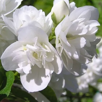 Жасмин ЖИРАНДОЛЬ  Жасмин ЖИРАНДОЛЬ в Перми