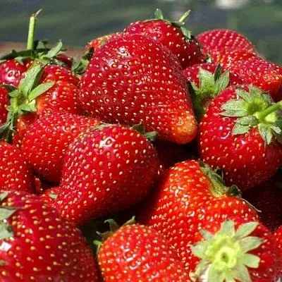 Клубника ПИРЧИНКЬЮ  Клубника ПИРЧИНКЬЮ в Перми