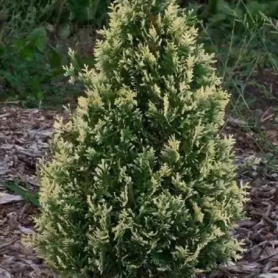 Туя БРАБАНТ ВАРИЕГАТТА западная в Перми