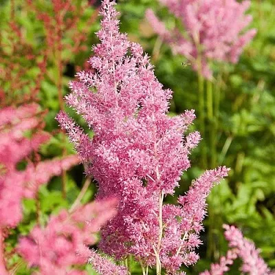 Астильба РЕЙНЛЕНД японская в Перми