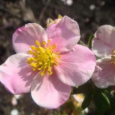 Лапчатка ПИНК КВИН кустарниковая  Лапчатка ПИНК КВИН кустарниковая в Перми