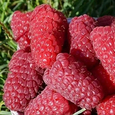 Малина САМОСВАЛ  Малина САМОСВАЛ в Перми