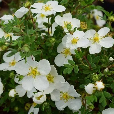 Лапчатка АББОТСВУД кустарниковая  Лапчатка АББОТСВУД кустарниковая в Перми