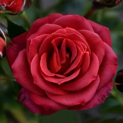 Саженцы роз ЧОКОЧИНО спрей  Саженцы роз ЧОКОЧИНО спрей в Перми