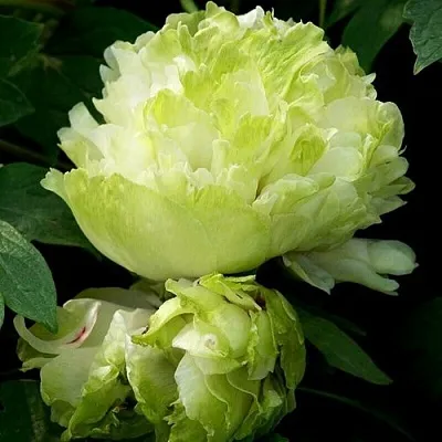 Пион ЗЕЛЕНЫЙ ШАР древовидный  Пион ЗЕЛЕНЫЙ ШАР древовидный в Перми