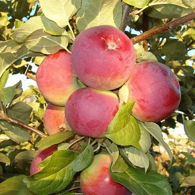 Яблоня ОРЛИК  Яблоня ОРЛИК в Перми