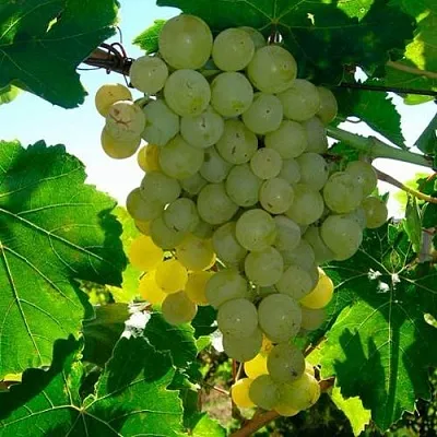 Виноград КИШМИШ МУСКАТНЫЙ  Виноград КИШМИШ МУСКАТНЫЙ в Перми