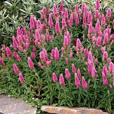 Вероника РОЗЕА колосковая в Перми